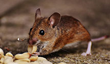 hospital-and-healthcare-facility-pest-management Experts in Montville Township
